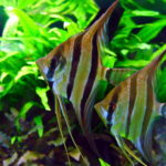 How Do You Set up an Angelfish Aquarium?