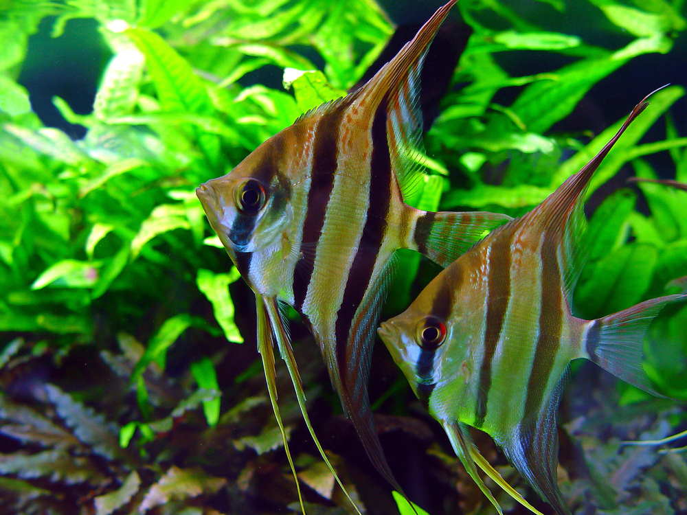 angelfish and java fern
