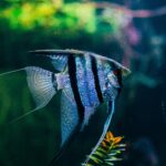 Vivid image of a striped angelfish swimming in a clear aquarium setting.