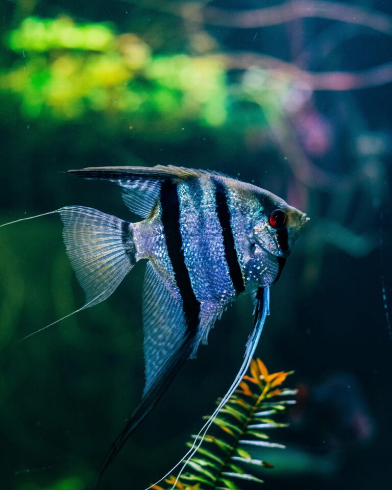 Vivid image of a striped angelfish swimming in a clear aquarium setting.