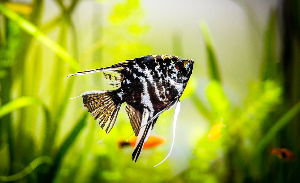 single angelfish with tank mates