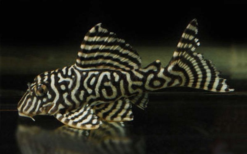 L333 King Tiger Pleco