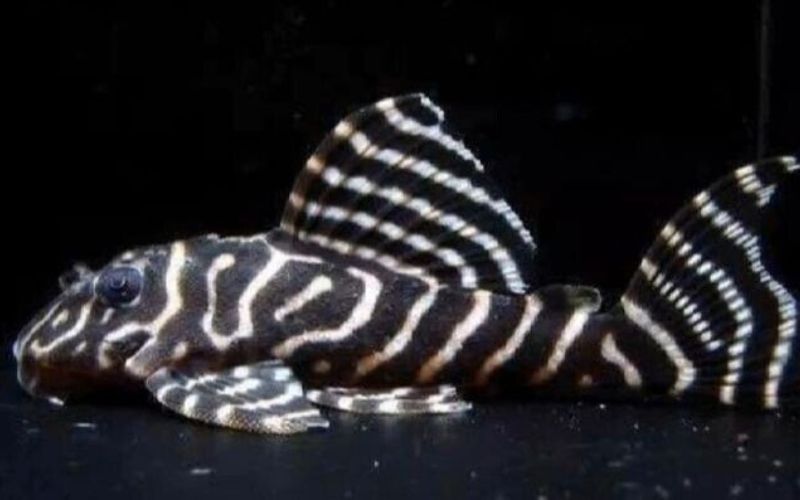 L46 Zebra Pleco